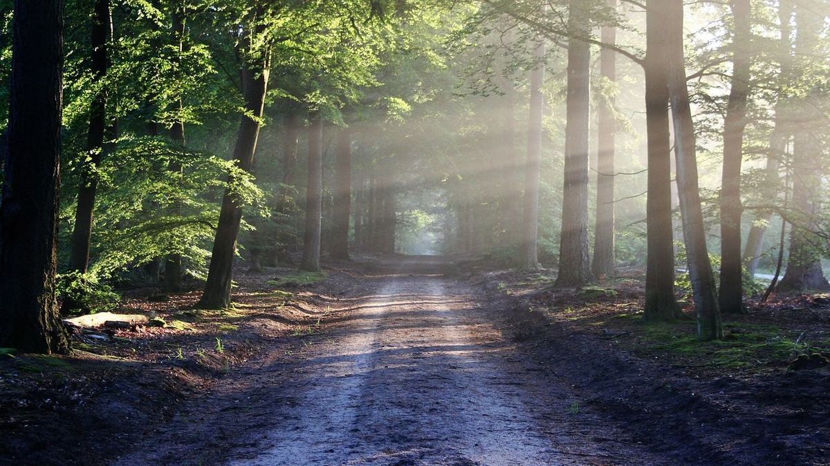 Zu sehen ist ein lichtdurchfluteter Waldweg.