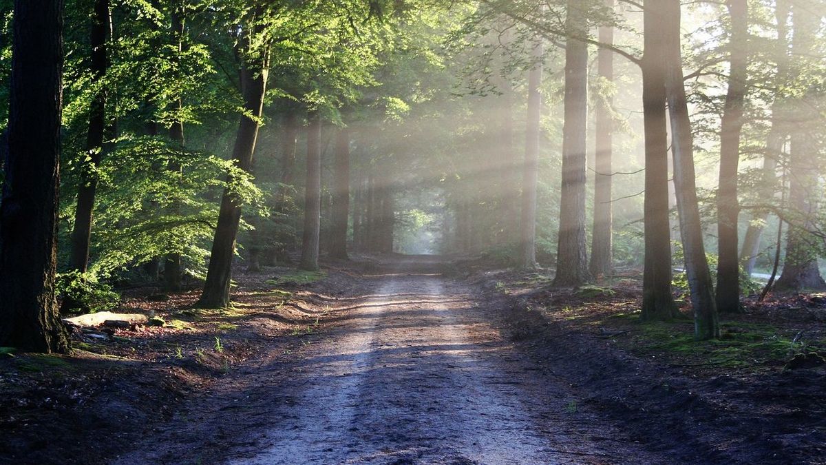 Waldweg