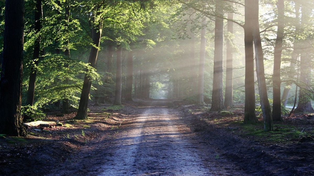 Zu sehen ist ein lichtdurchfluteter Waldweg.
