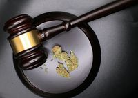 Eine Lupe, ein Gesetzhammer, Cannabisblüten