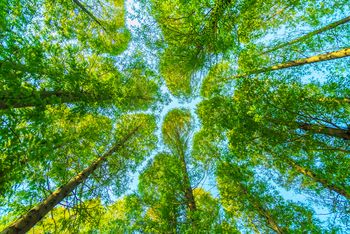 Baum mit grünen Blättern Foto: Freepik