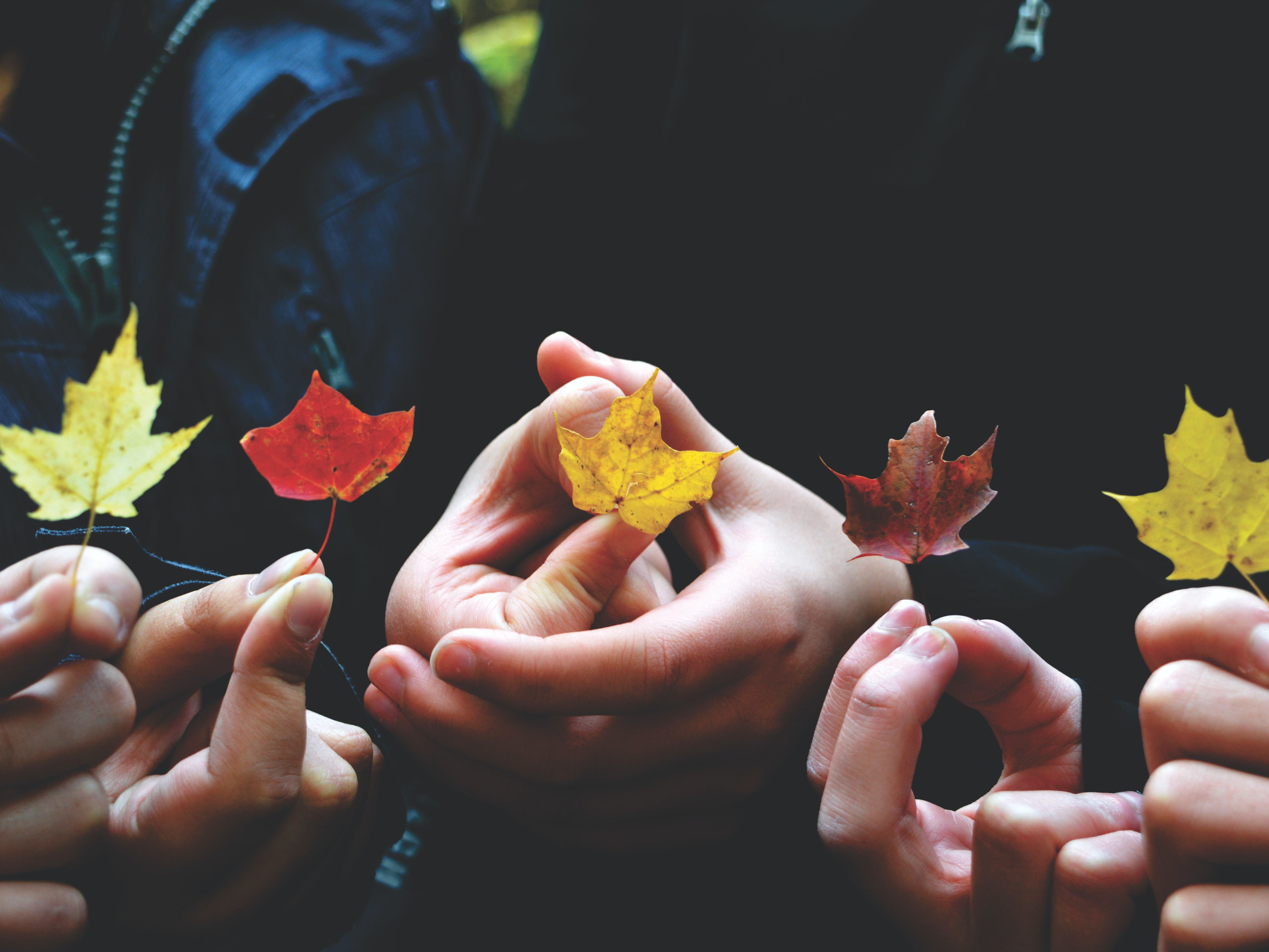 Hände unterschiedlichen Alters und Geschlechts halten bunte Herbstblätter nach oben