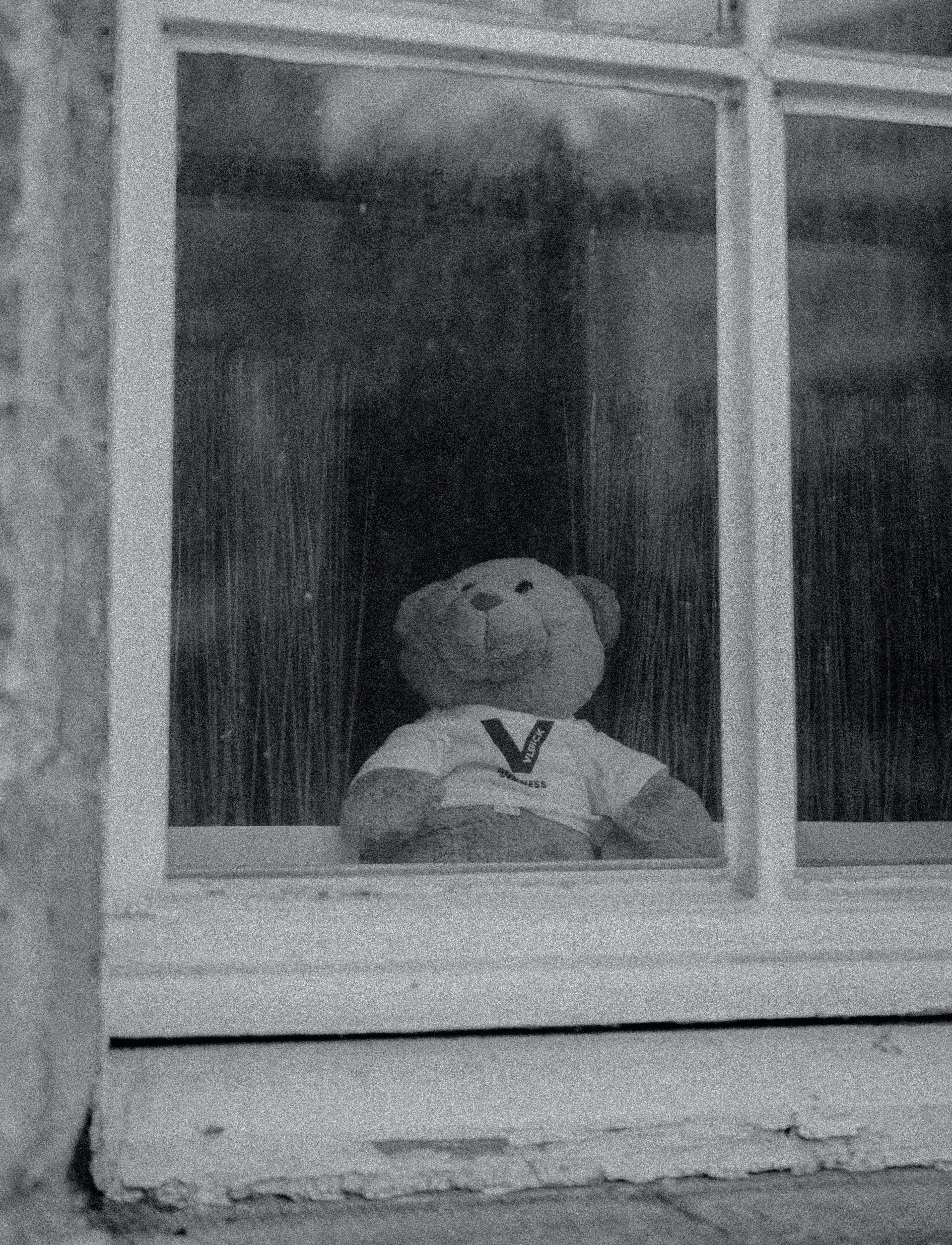 Ein Teddy schaut aus dem Fenster, schwarz-weißes Bild.